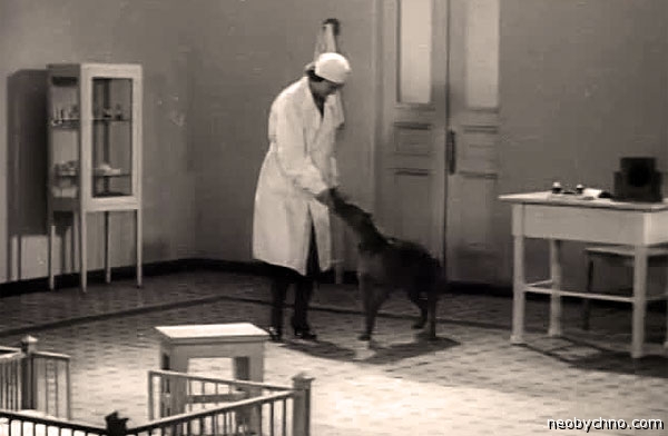 Лабораторная советская собака