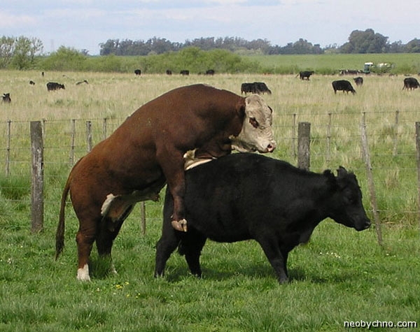 03-australian-bull