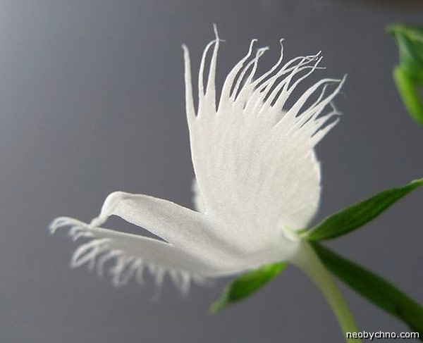 орхидея белая цапля