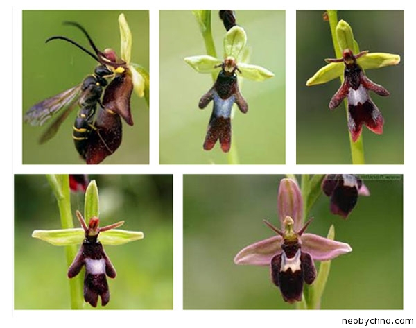 орхидея офрис в виде насекомых