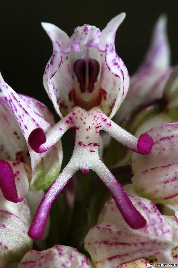 антропоморфная орхидея