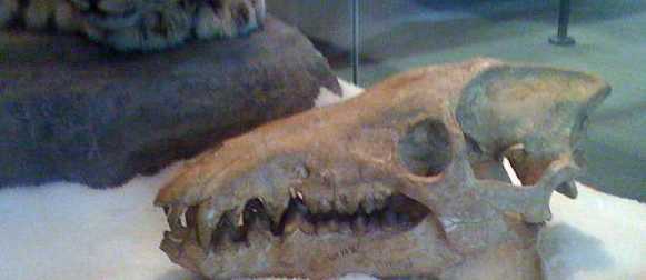 12 cамых необычных доисторических животных