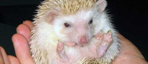 10 правдивых фактов об альбиносах, людях и животных