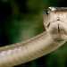 Семь самых опасных ядовитых змей планеты (+ 14 фото)