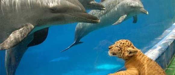 Как кошка с собакой: школа настоящей дружбы