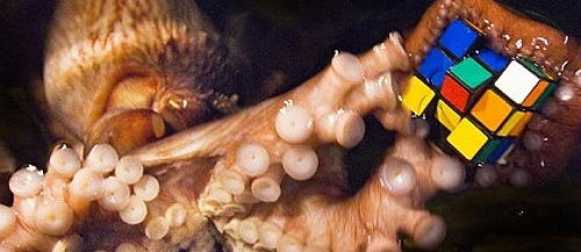 Осьминоги — талантливые обитатели моря