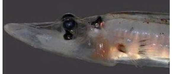 Пять необычных рыб Австралии