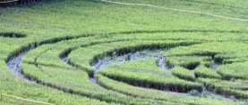 Обнаружены странные круги на полях в Таиланде.