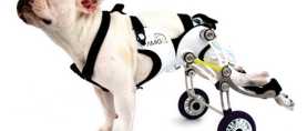 Инвалидная коляска для собаки
