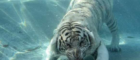 Животные-экстремалы