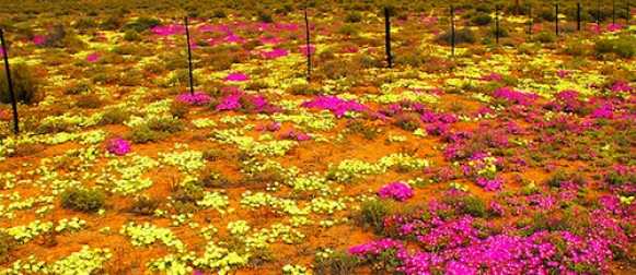 Намакваленд — самая цветущая страна на Земле