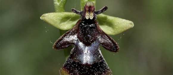 Орхидея-муха — удивительное растение-мошенник