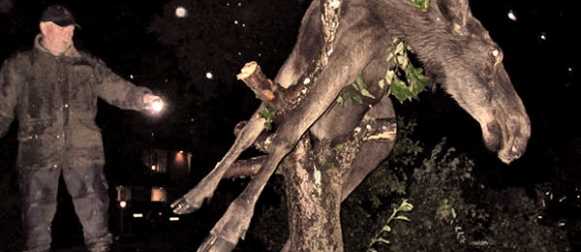 В мире животных — пьяниц и наркоманов