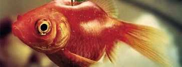 Зоофиты — необычные и неправдоподобные гибриды растений с животными