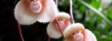 Растения, которые притворяются животными