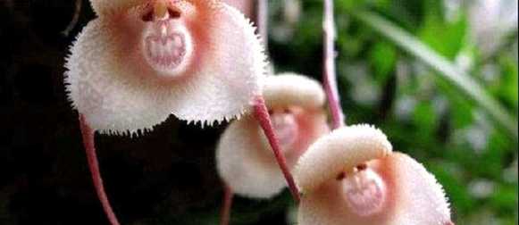 Растения, которые притворяются животными